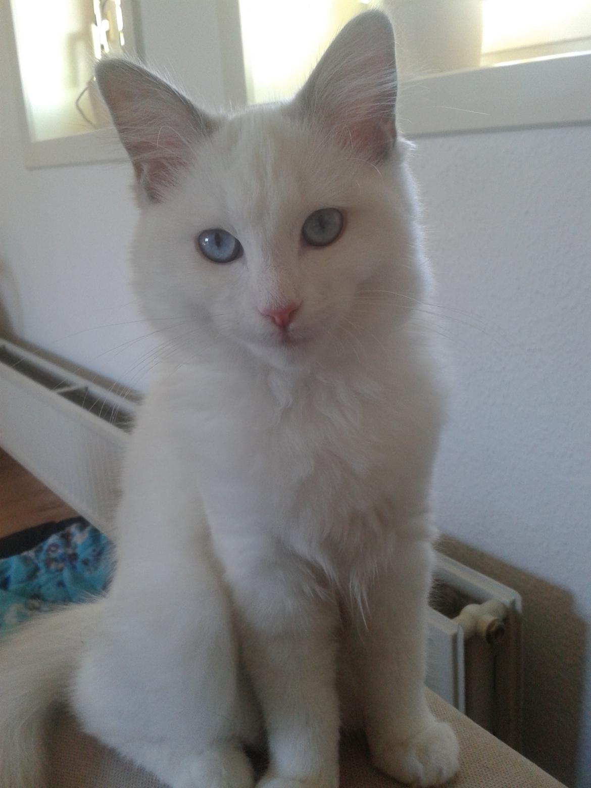 Ragdoll Malou billede 3