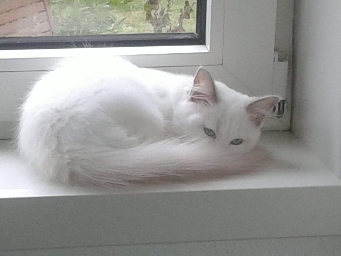 Ragdoll Malou billede 2