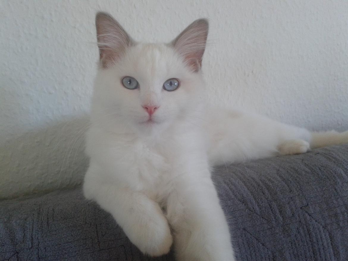 Ragdoll Malou billede 5