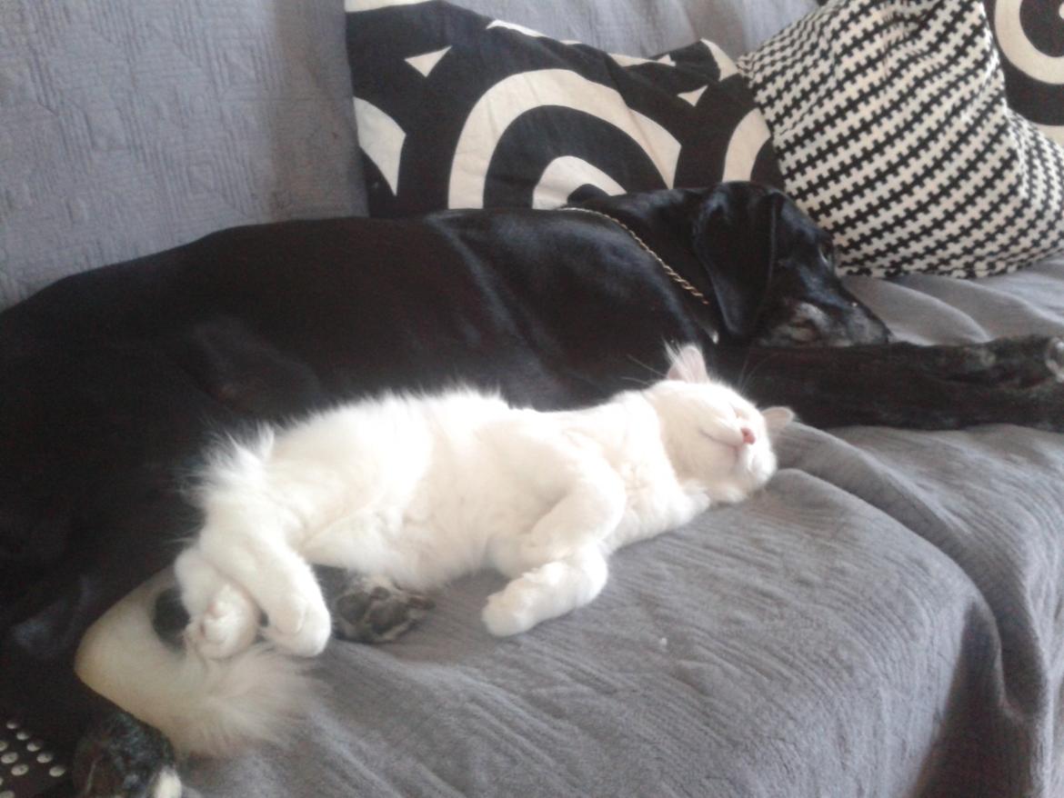 Ragdoll Malou billede 4