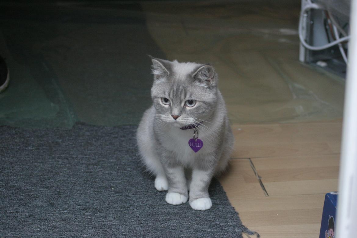 Blanding af racer Lulu - 2014 billede 2