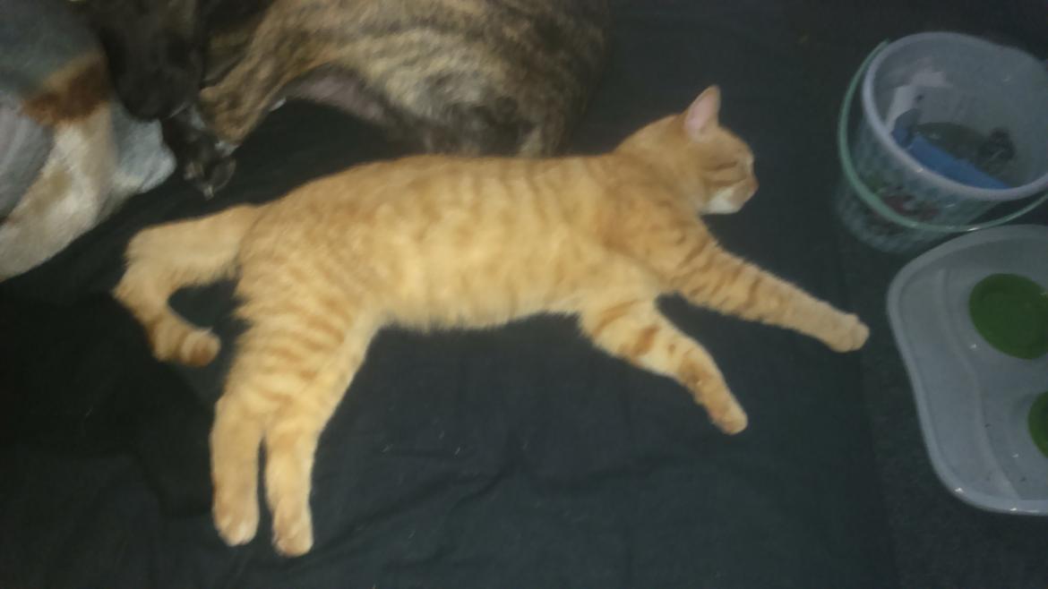 Blanding af racer Garfield billede 6