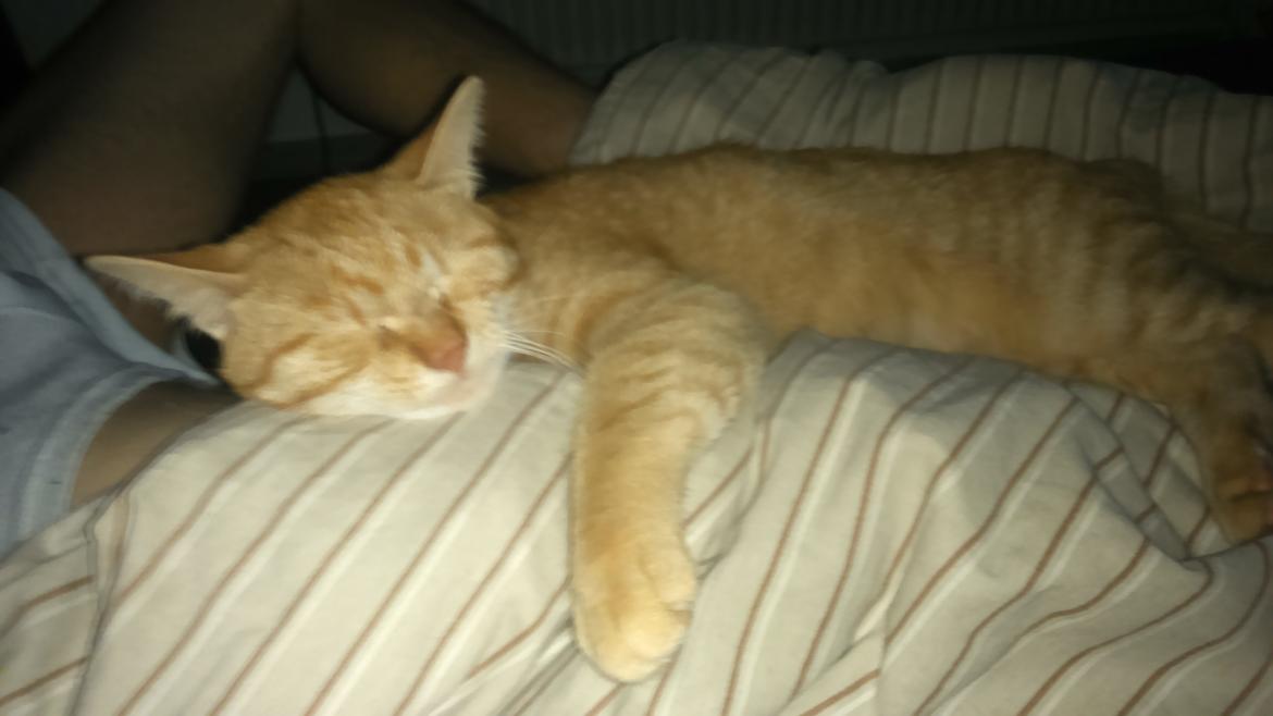 Blanding af racer Garfield billede 7