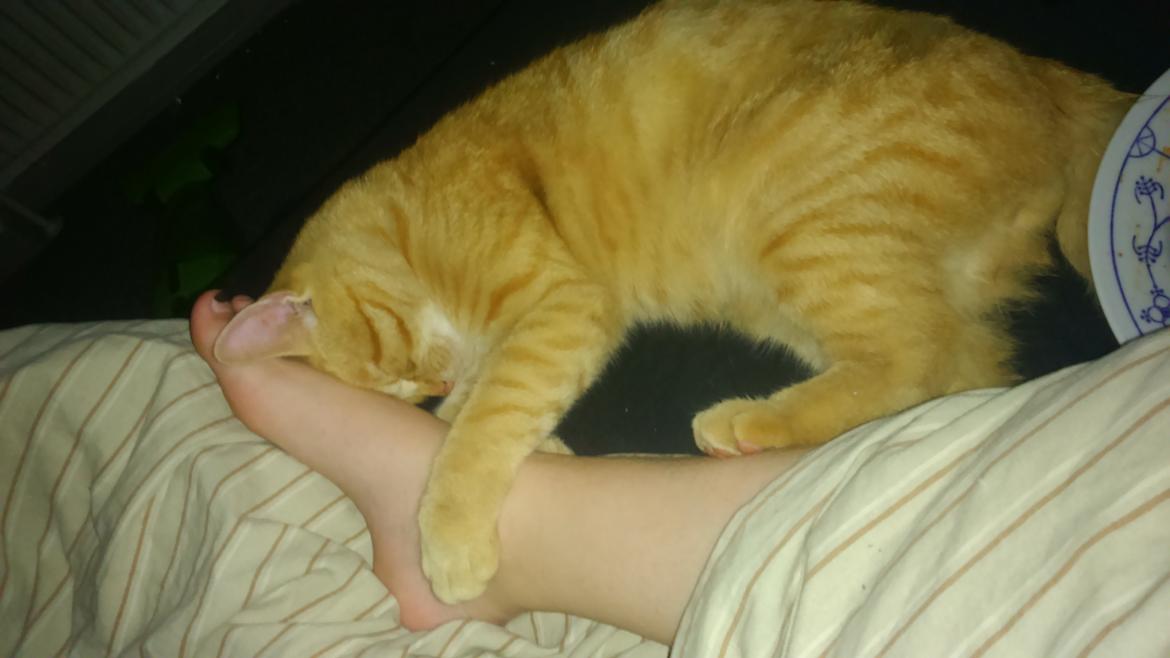 Blanding af racer Garfield billede 8