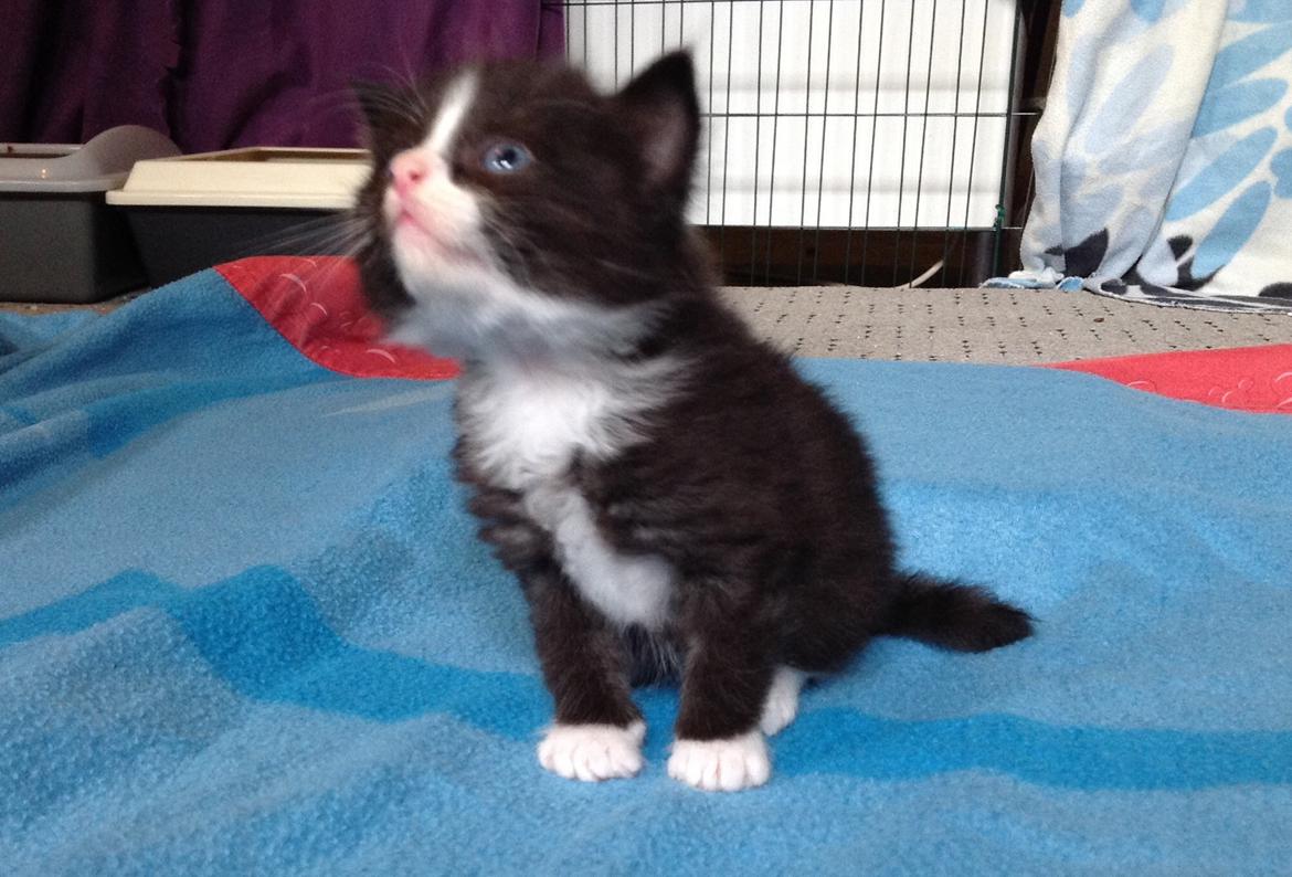 Blanding af racer Benjamin billede 4