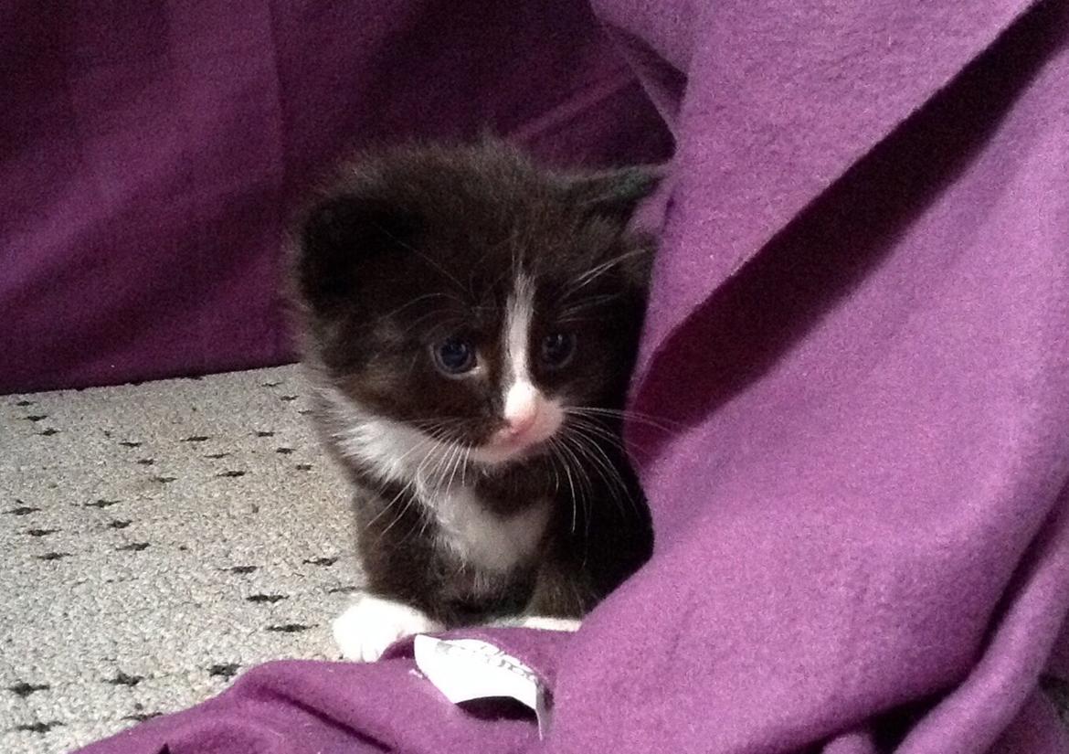 Blanding af racer Benjamin billede 2