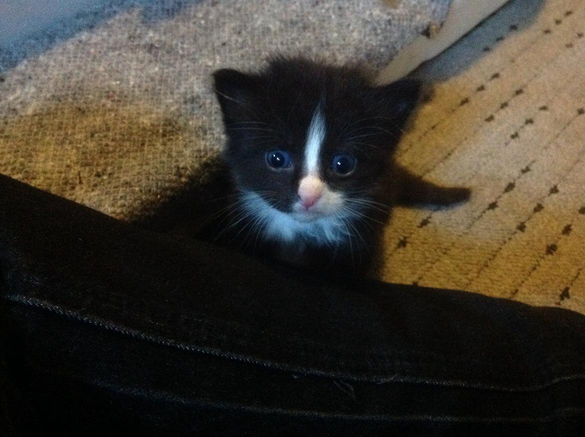 Blanding af racer Benjamin billede 3