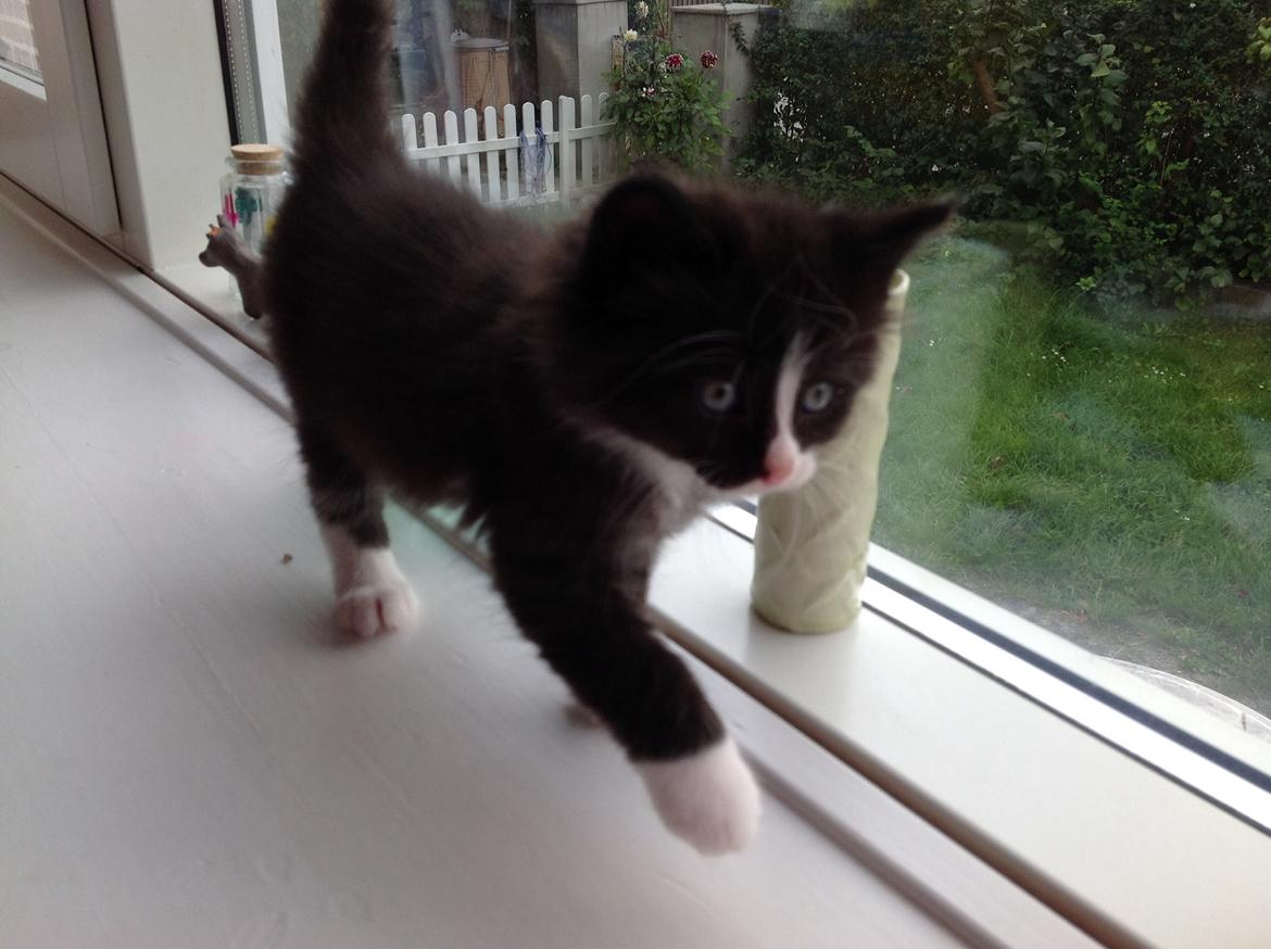 Blanding af racer Benjamin billede 1