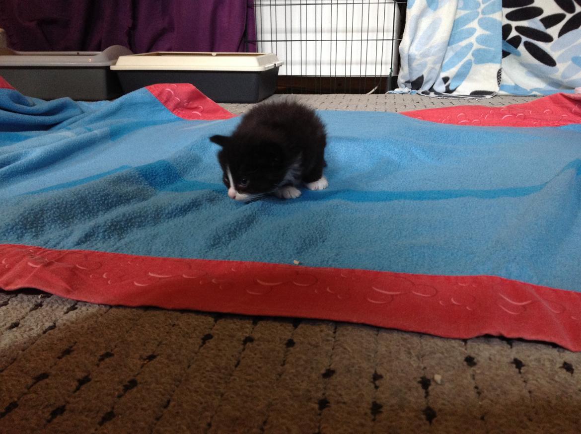 Blanding af racer Benjamin billede 5