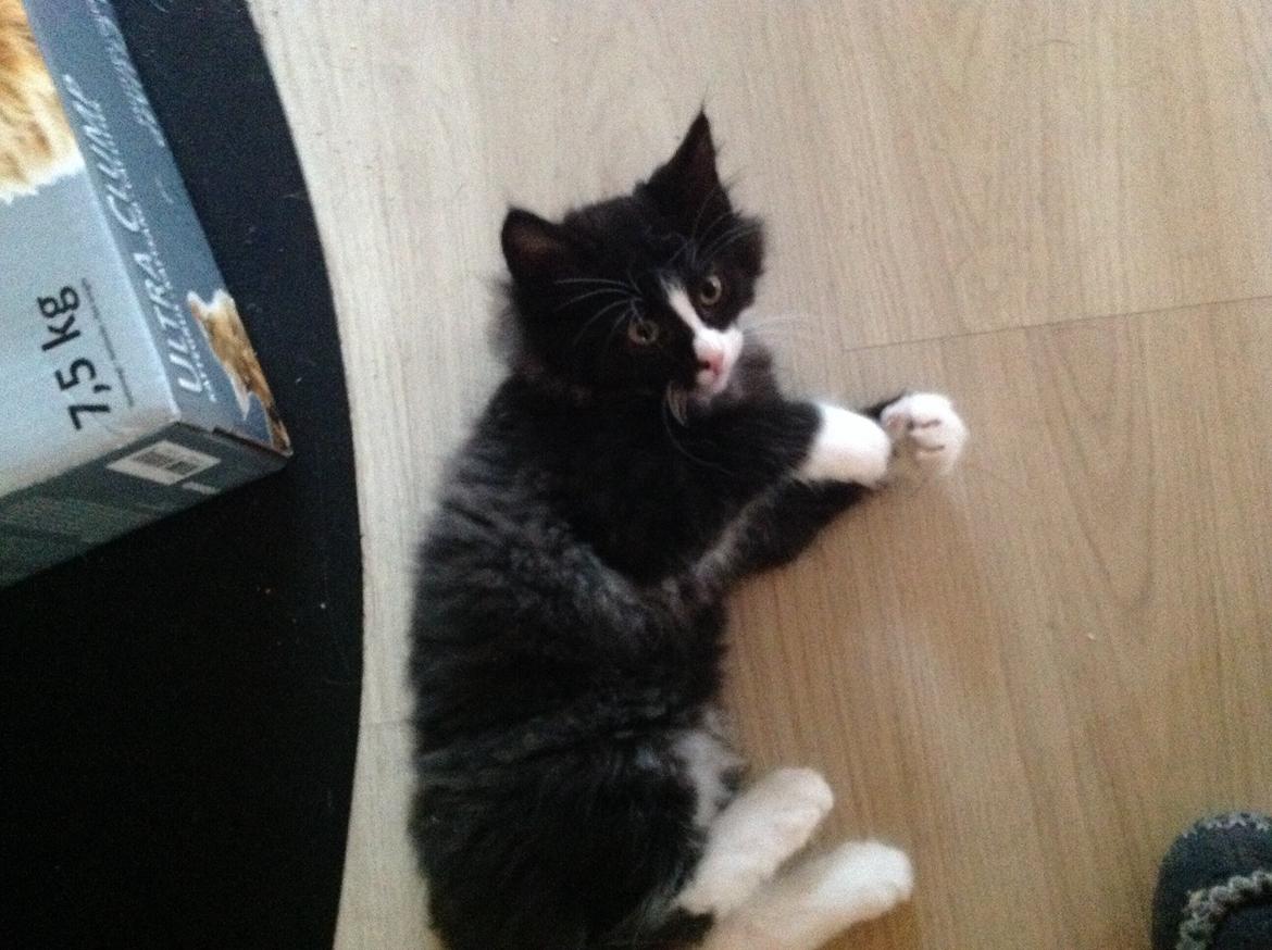 Blanding af racer Benjamin billede 6