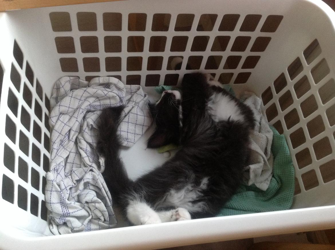 Blanding af racer Benjamin billede 7