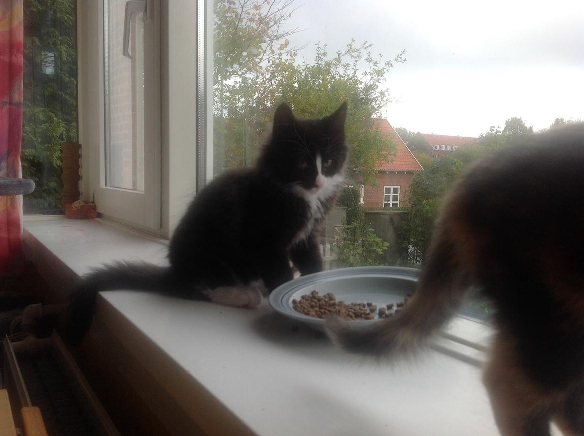 Blanding af racer Benjamin billede 8