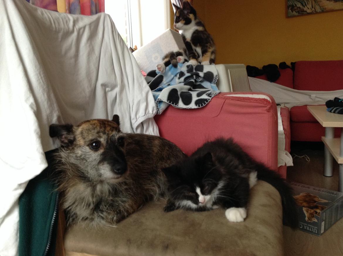 Blanding af racer Benjamin billede 10