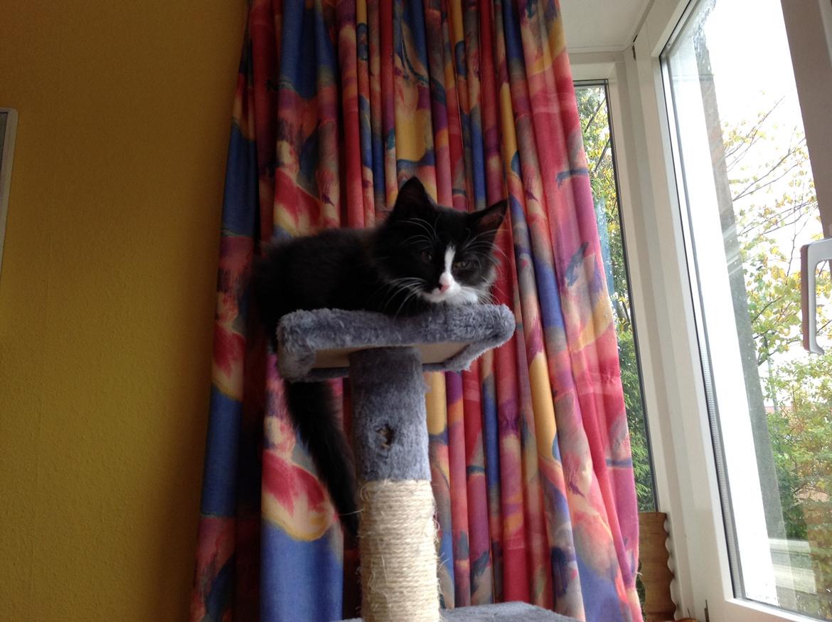 Blanding af racer Benjamin billede 11