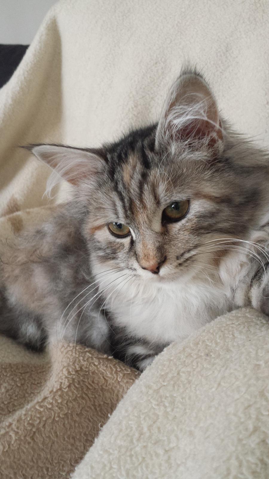 Kurilean Bobtail Benthe billede 1