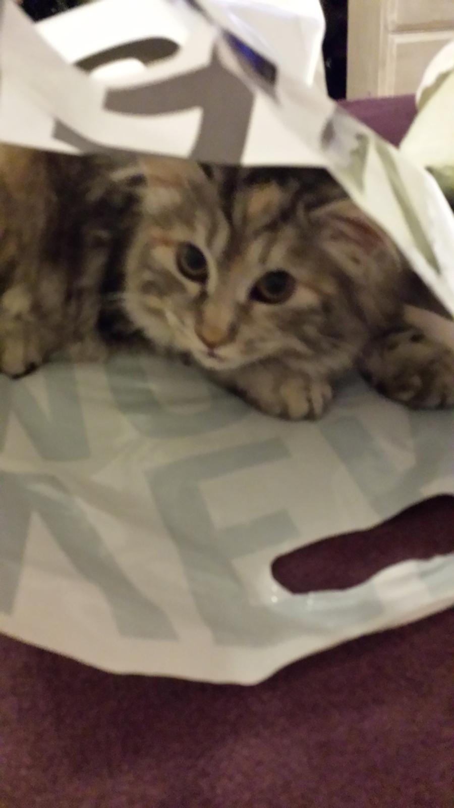 Kurilean Bobtail Benthe billede 2