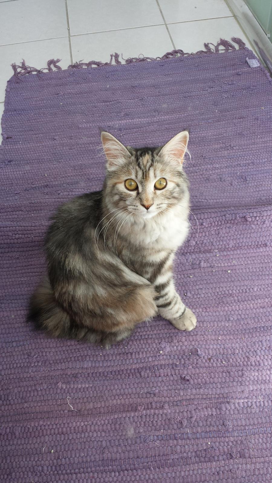 Kurilean Bobtail Benthe billede 3