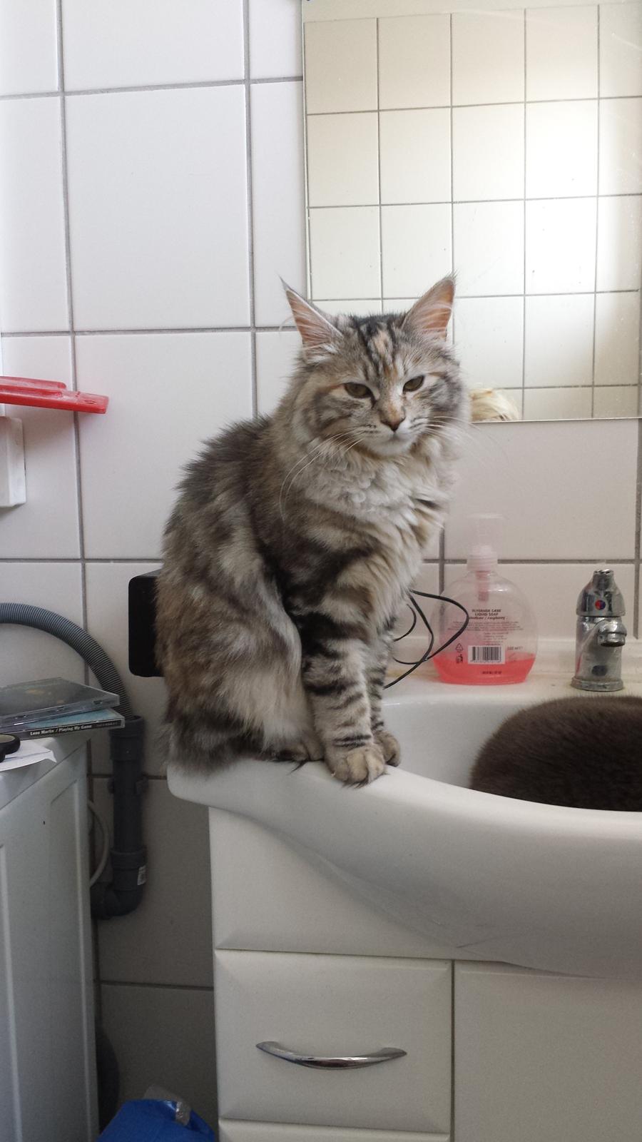 Kurilean Bobtail Benthe billede 4