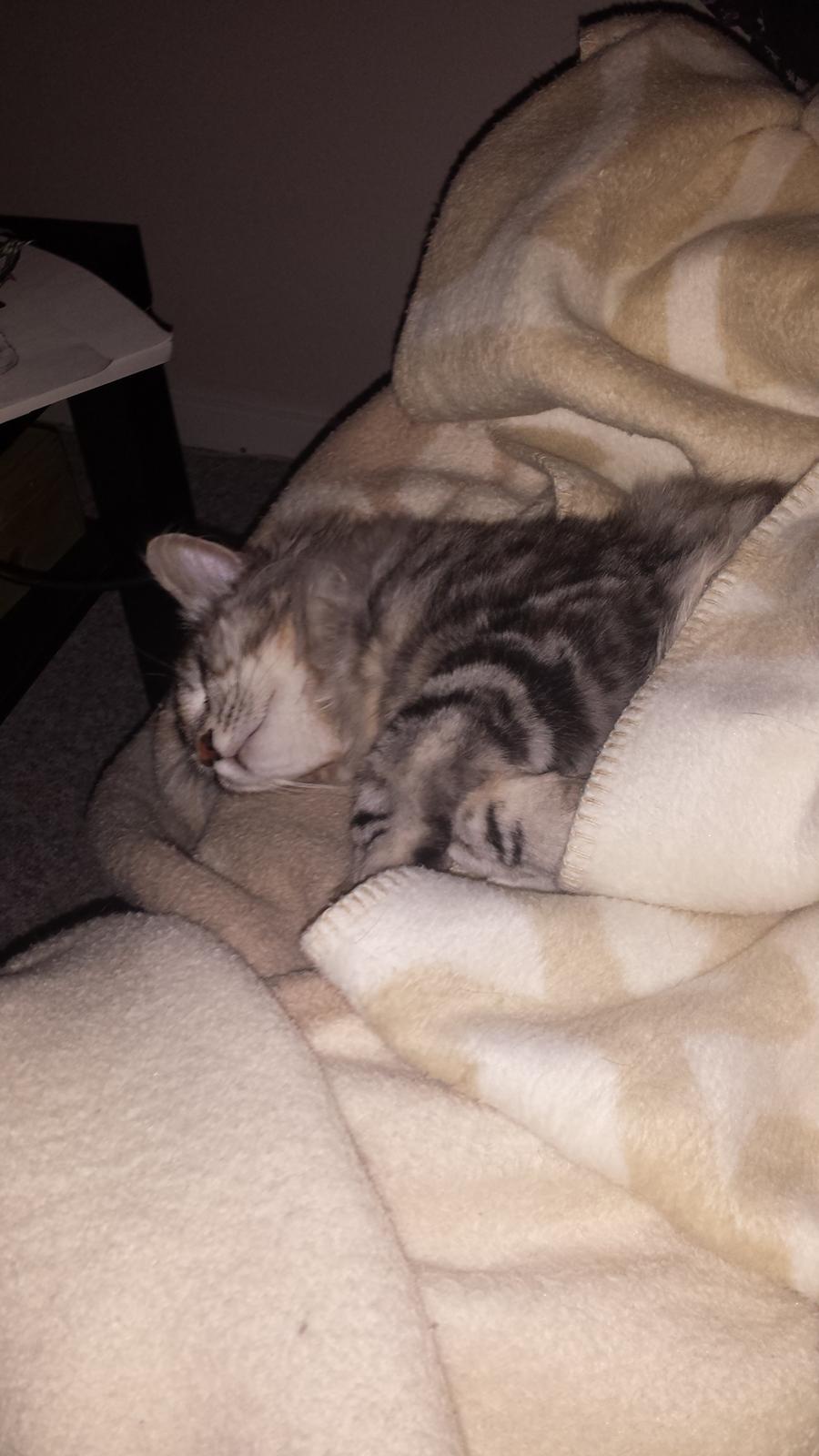 Kurilean Bobtail Benthe billede 5