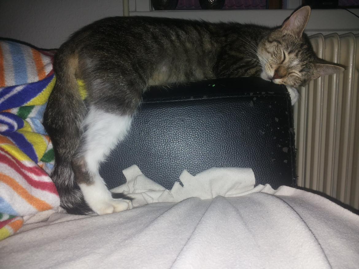 Huskat Miss Mis DeKid billede 10