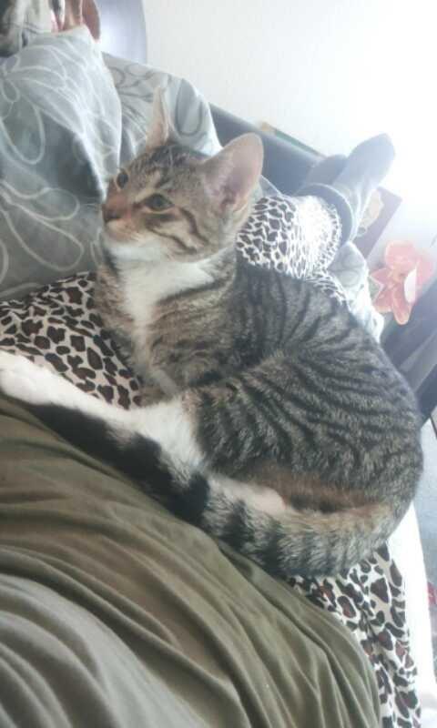 Huskat Berlioz billede 2