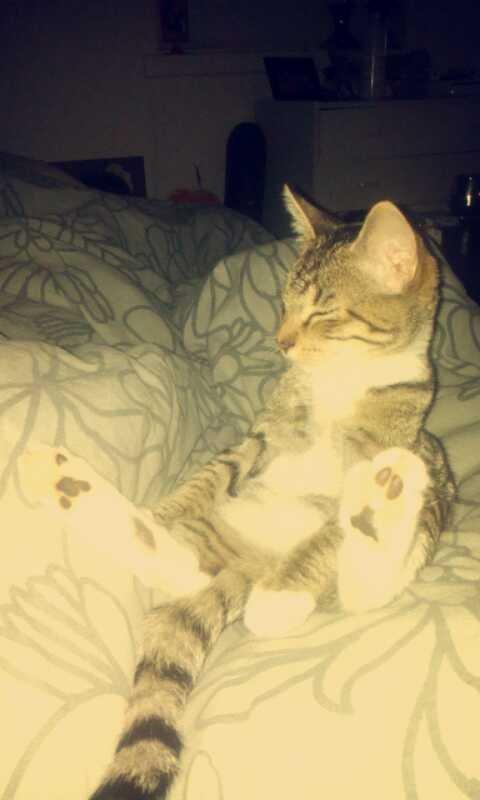 Huskat Berlioz billede 3