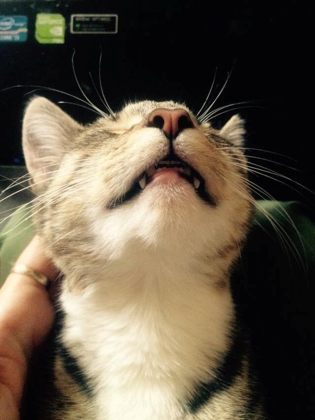 Huskat Berlioz billede 4