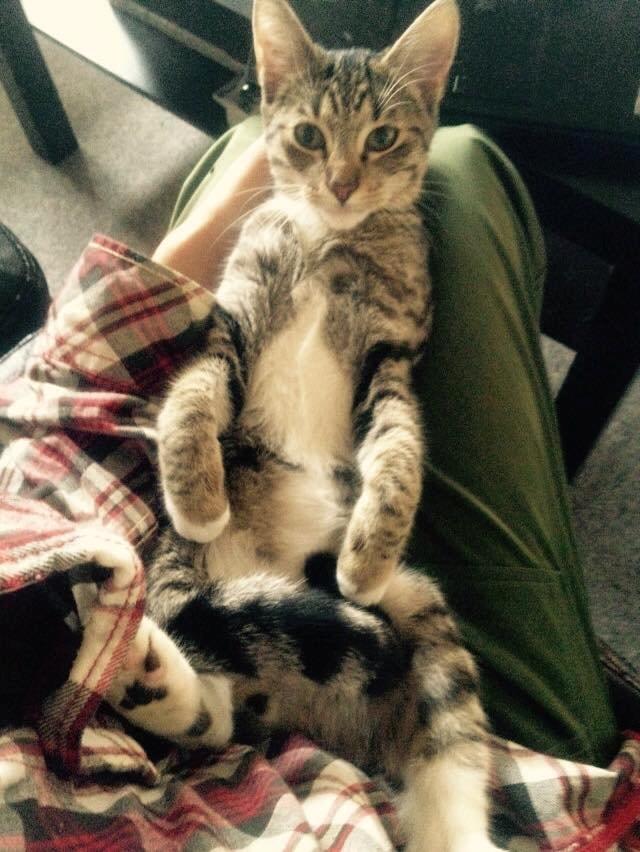 Huskat Berlioz billede 1