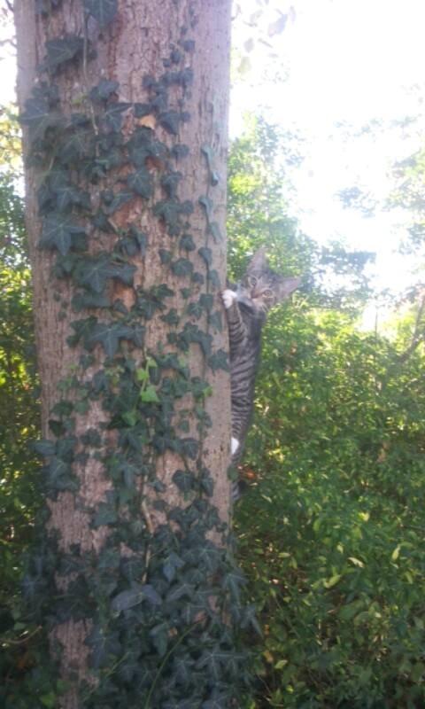 Huskat Berlioz billede 6