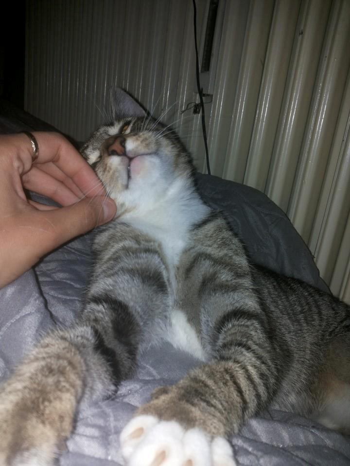 Huskat Berlioz billede 7