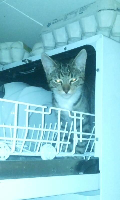 Huskat Berlioz billede 9