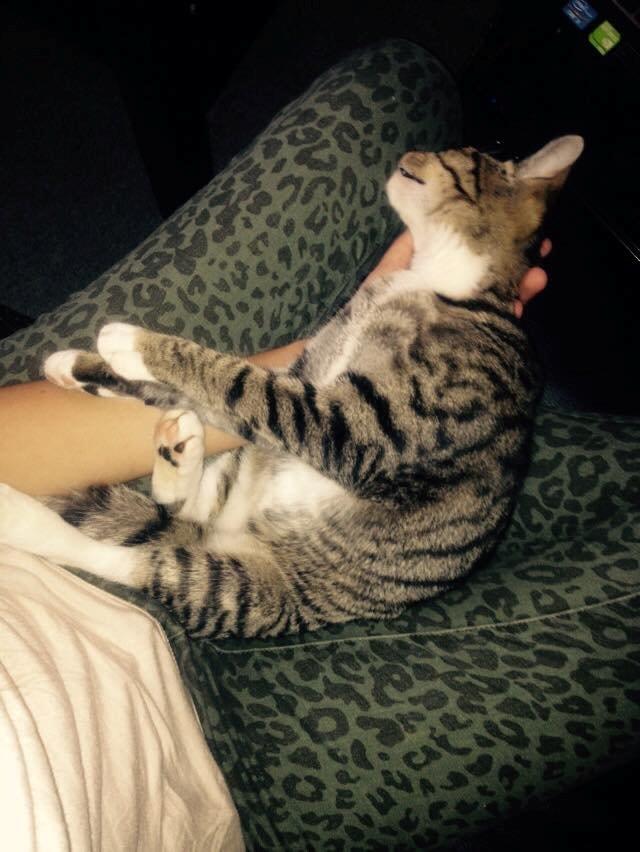 Huskat Berlioz billede 5