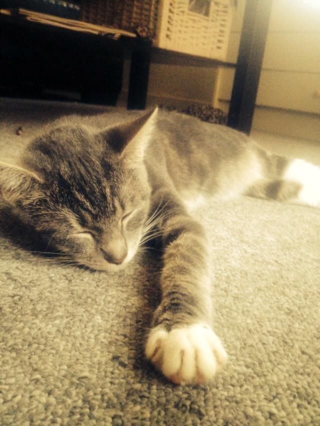 Huskat Marie billede 1