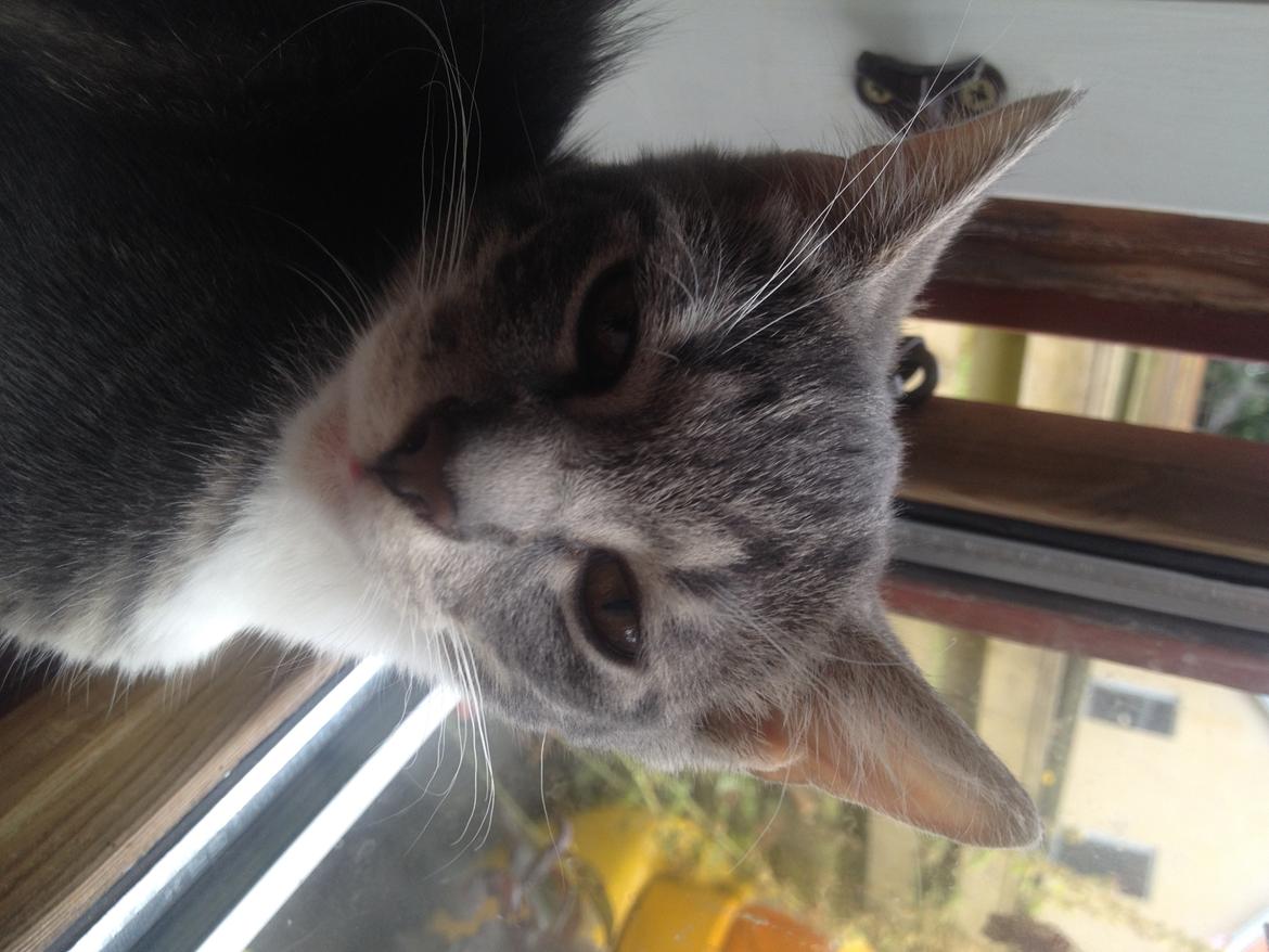 Huskat Marie billede 4