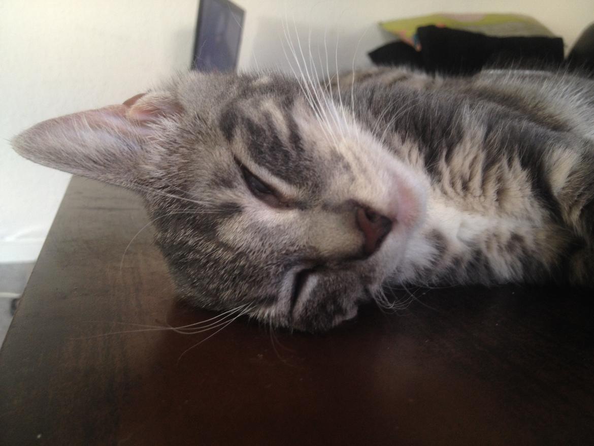 Huskat Marie billede 5