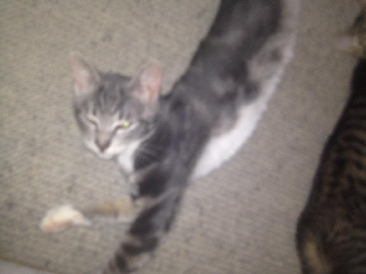 Huskat Marie billede 6