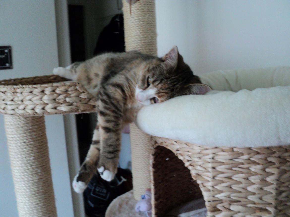 Huskat mille  diva billede 18