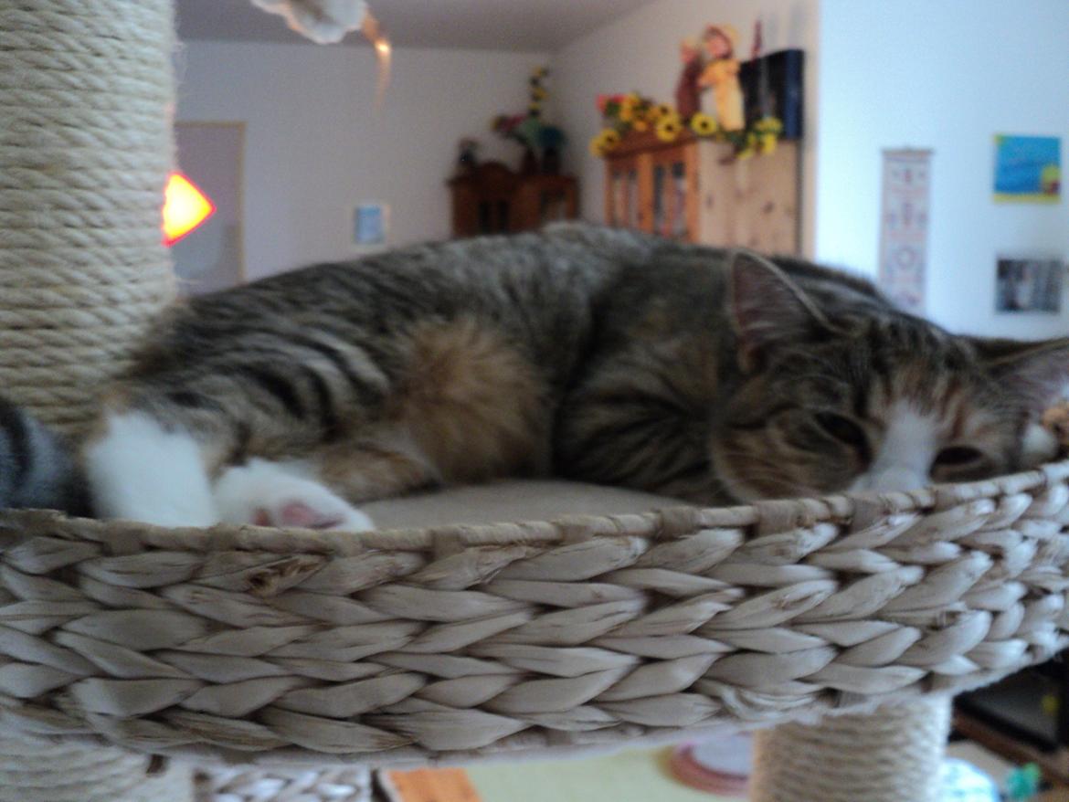 Huskat mille  diva billede 19