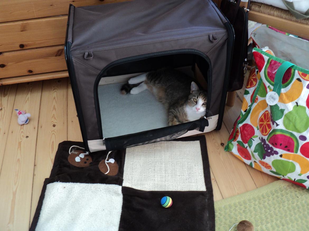 Huskat mille  diva billede 20