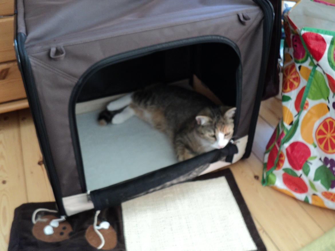 Huskat mille  diva billede 21