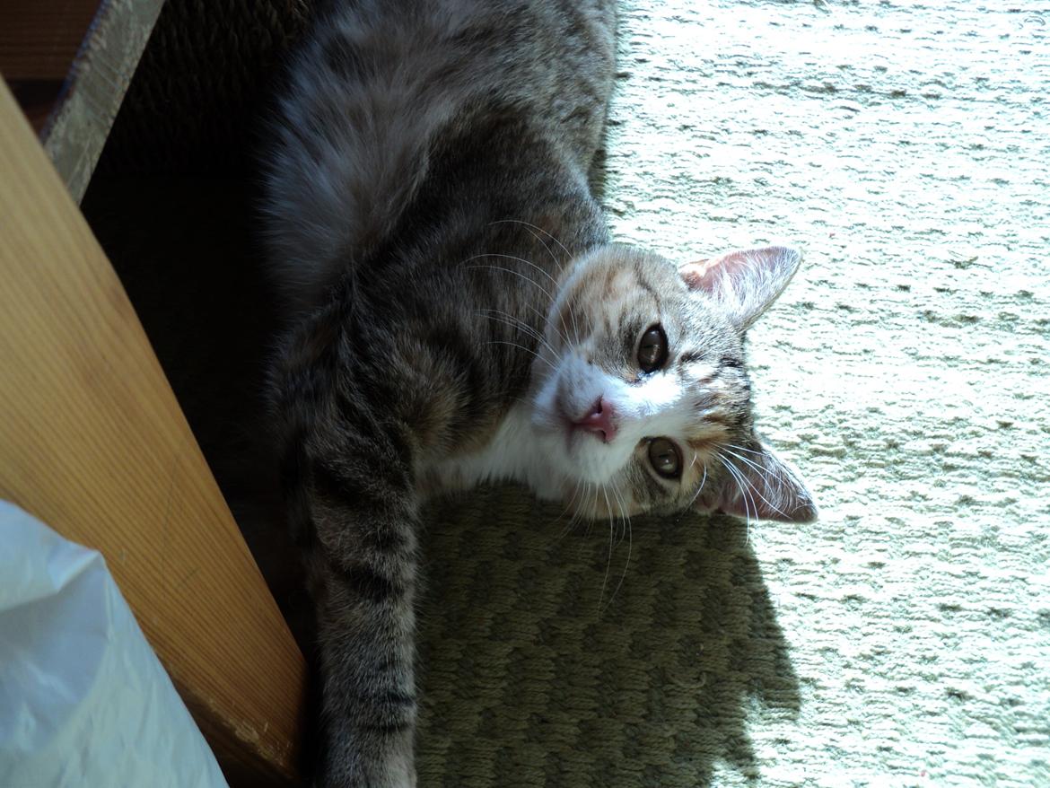 Huskat mille  diva billede 22