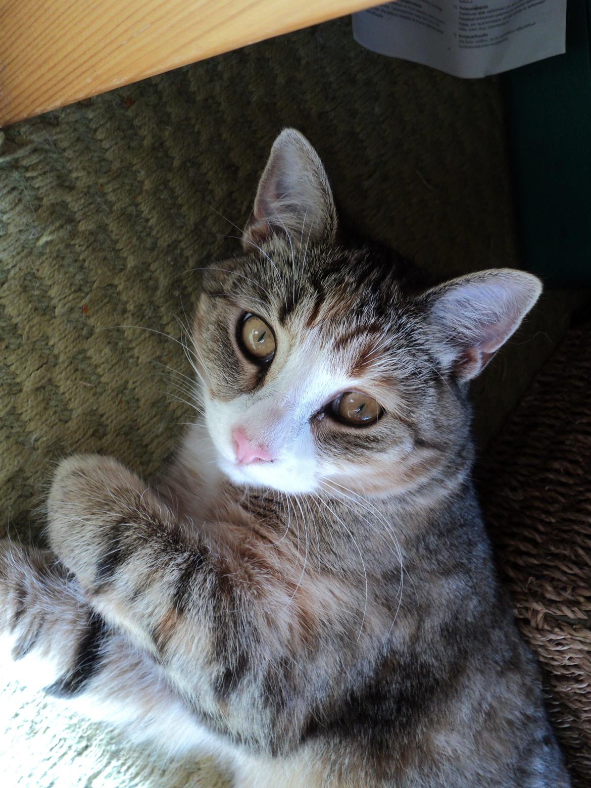 Huskat mille  diva billede 1