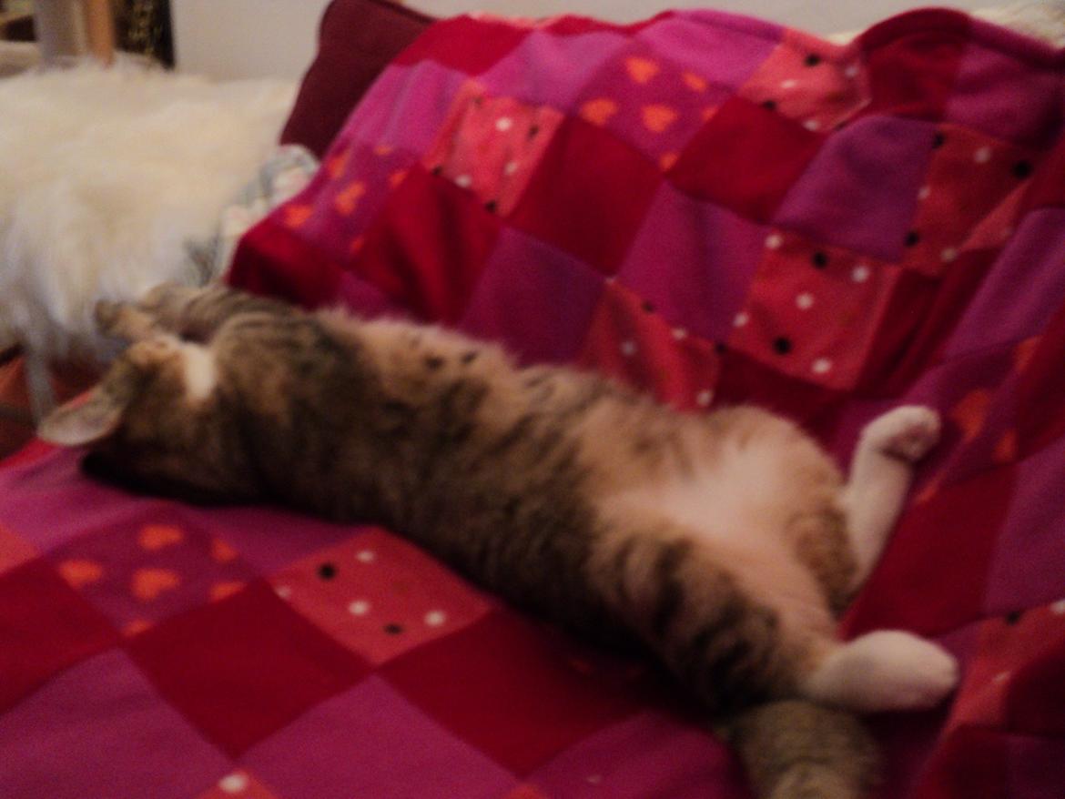 Huskat mille  diva billede 24