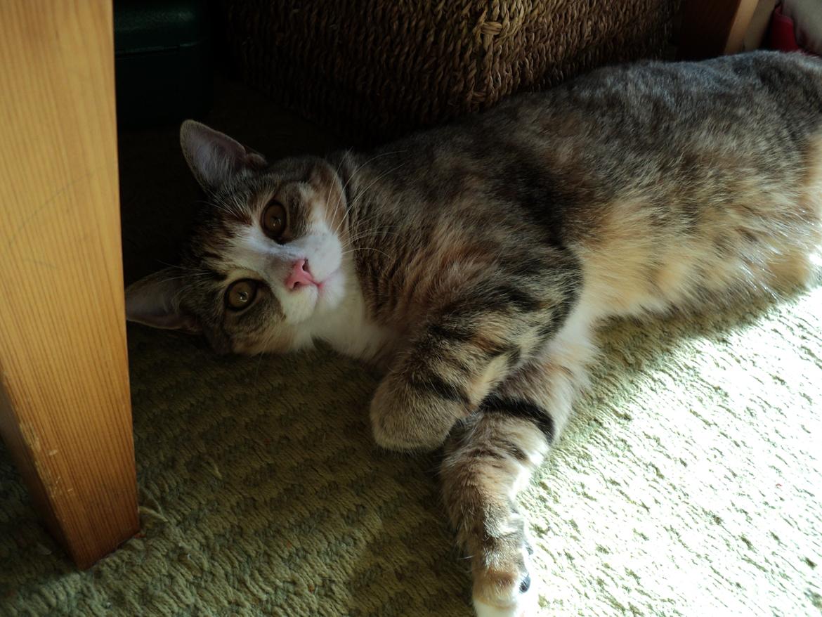 Huskat mille  diva billede 26