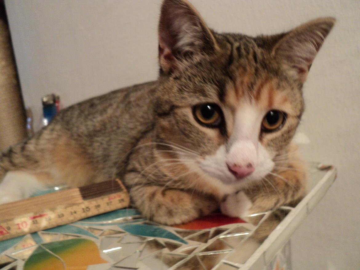 Huskat mille  diva billede 29