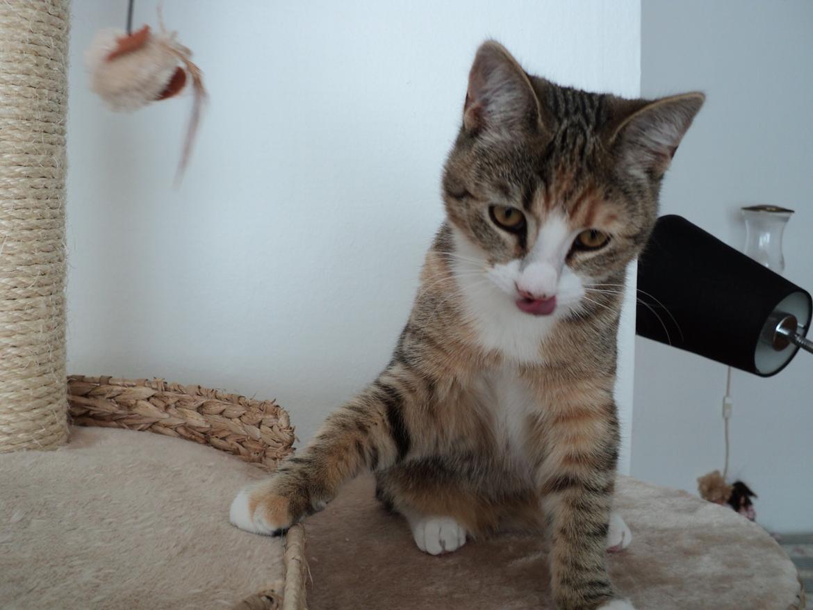 Huskat mille  diva billede 31