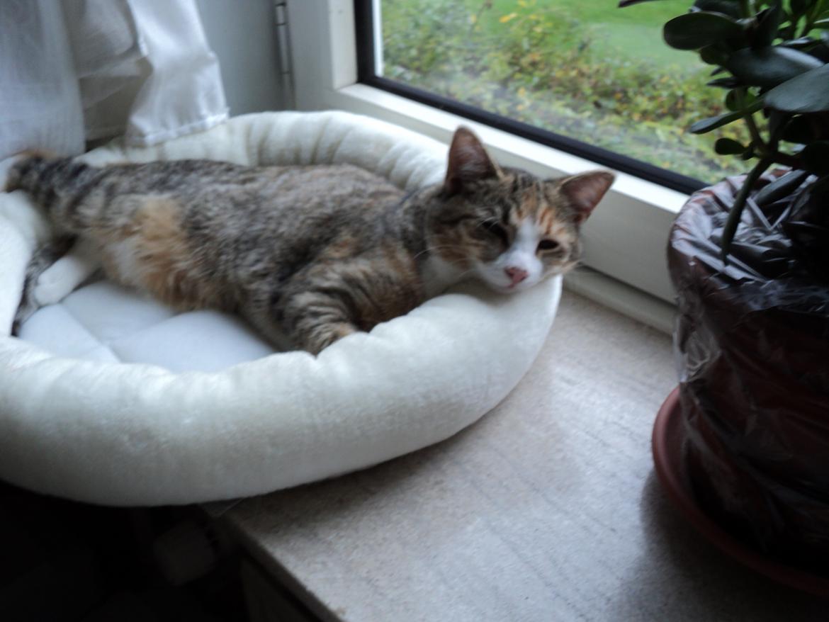 Huskat mille  diva billede 35