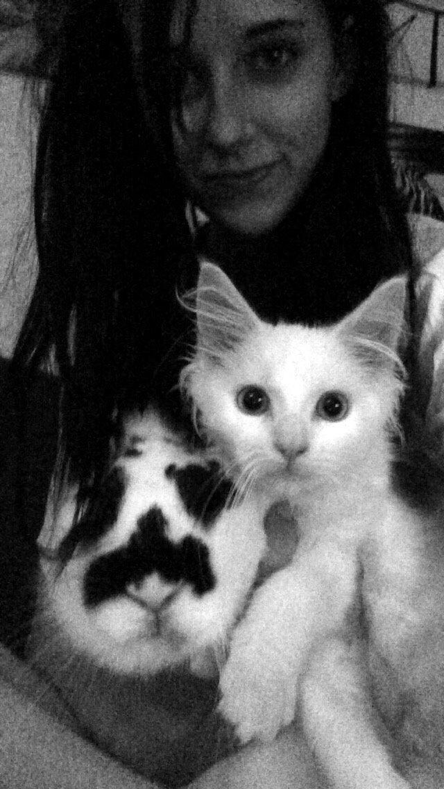 Maine Coon Ahri "Mitte" billede 2