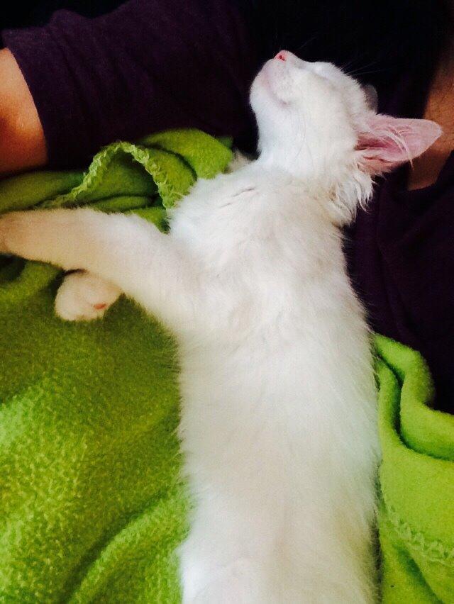 Maine Coon Ahri "Mitte" billede 3