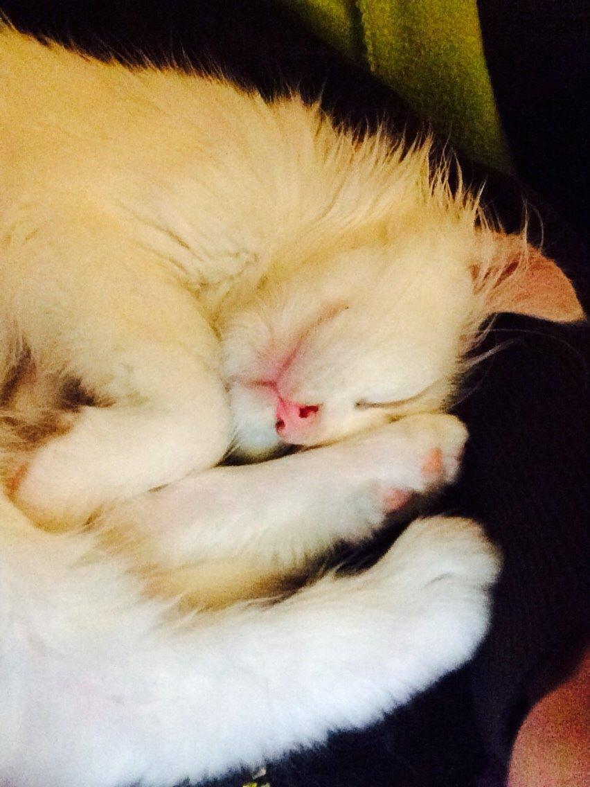 Maine Coon Ahri "Mitte" billede 4